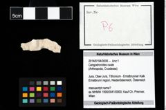 Foto (Objekt + Etikett) von Cengodromites ovale  (NHMW-GEO-2014-0194-0006)